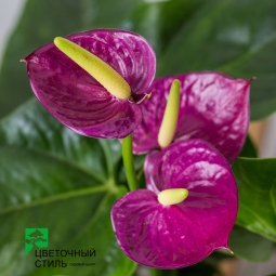 Топ-5 самых красивых цветущих комнатных растений