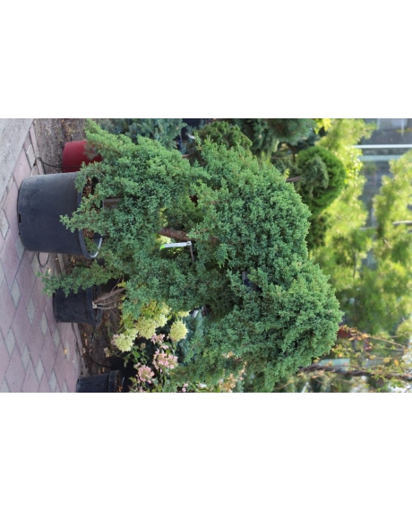 Можжевельник proc. Nana bonsai (h 130 см, d 100см) 