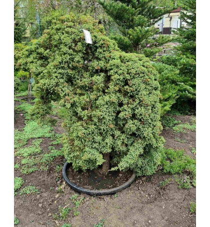 Ялівець proc. Nana bonsai 130 см