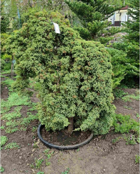 Можжевельник proc. Nana bonsai 130 см