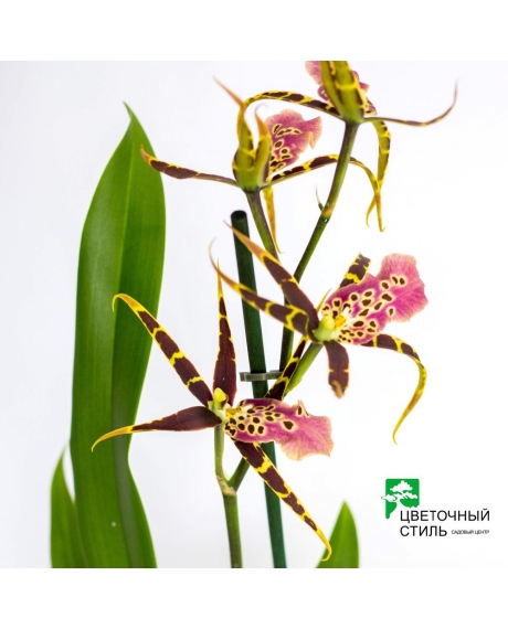 Орхидея Брассия микс (50см)