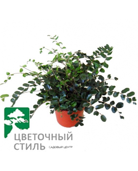 Пеллея  rotundifolia (25см)