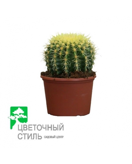 Кактус Echinocactus Grusonii (25см)