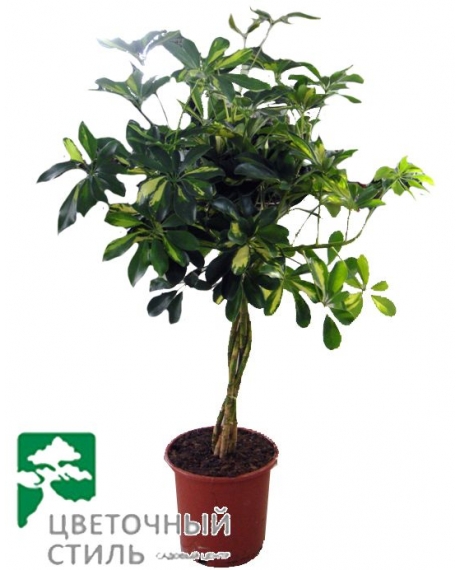 Шеффлера arboricola “Gold Capella” (65 см)
