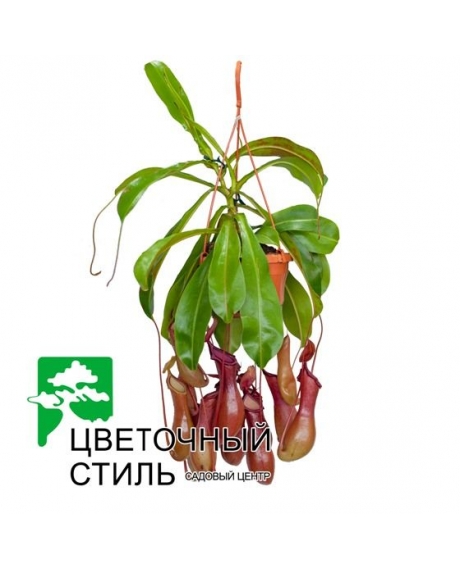 Мухоловка Nepenthes