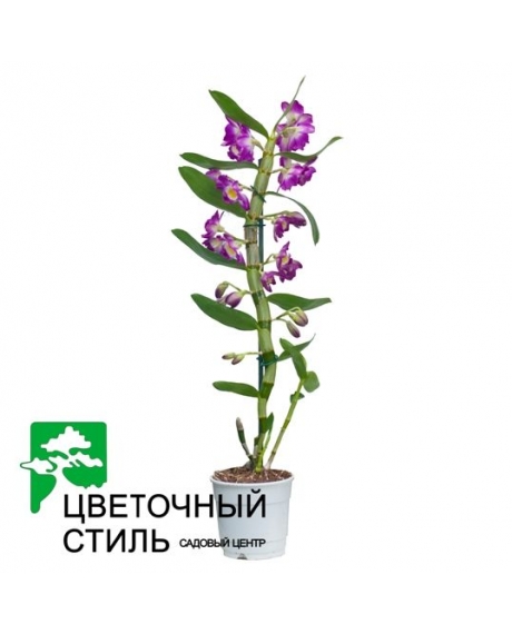 Орхидея Дендробиум (55см)