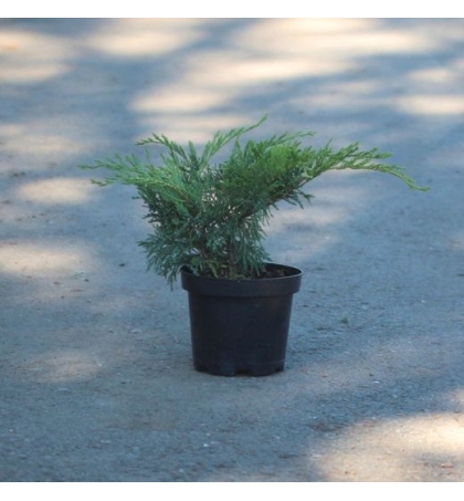 Можжевельник sabina Tamariscifolia (40cм)
