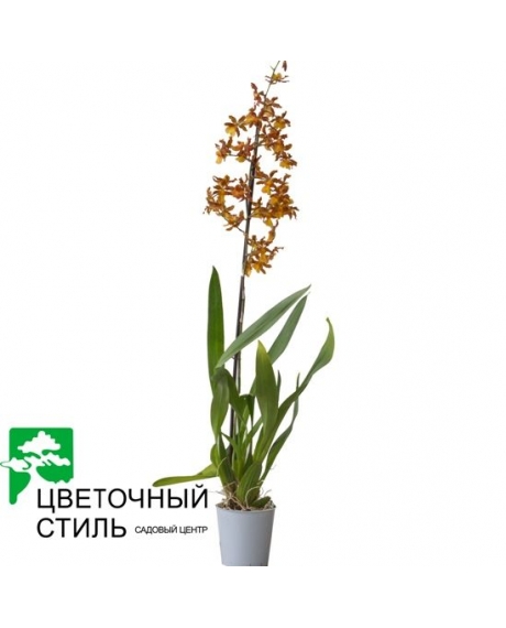Орхидея Камбрия (80см)