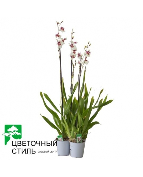 Орхидея камбрия (75-80см)