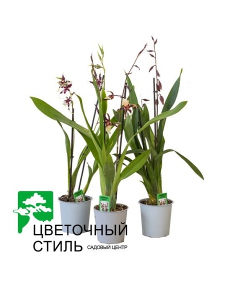 Орхидея Камбрия (60см)