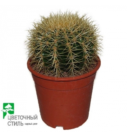 Кактус Echinocactus Grusonii (25см)