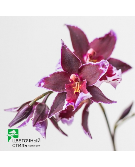 Орхидея Камбрия (50см)