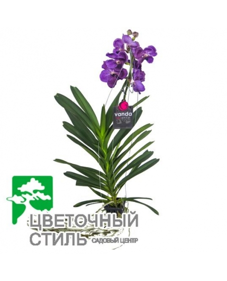 Орхидея Ванда (60см)