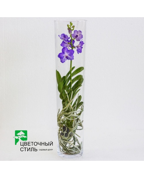 Орхидея Ванда в стеклянной колбе (65-70см)