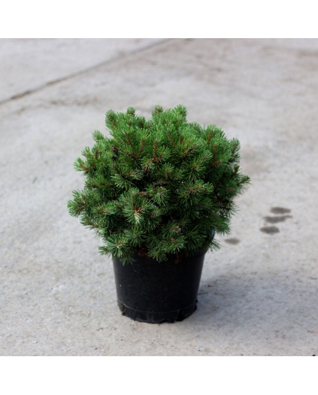 Сосна горная Oфир (Pinus mugo Ophir)  (40см)