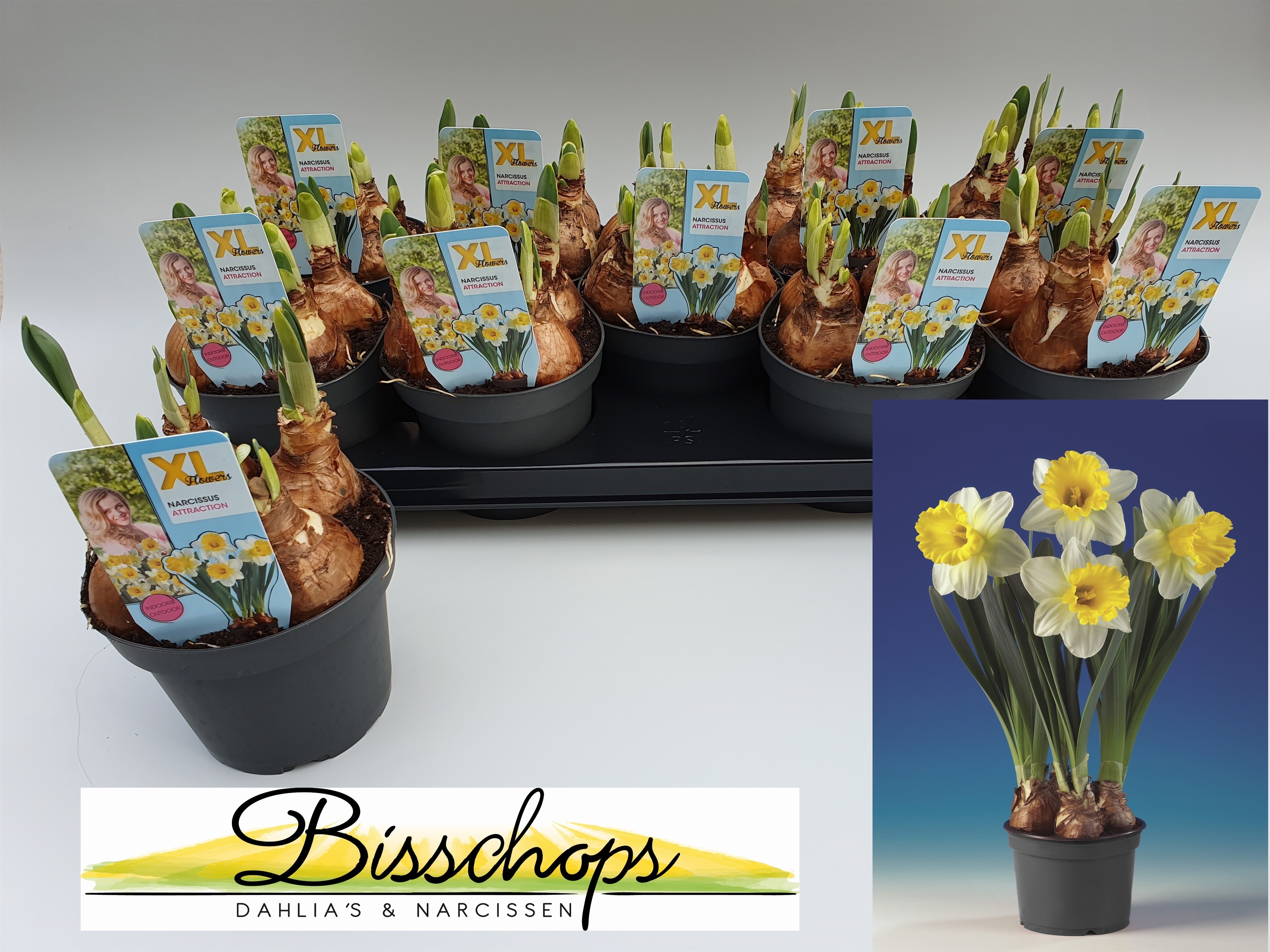 Narcissus Нарцисс