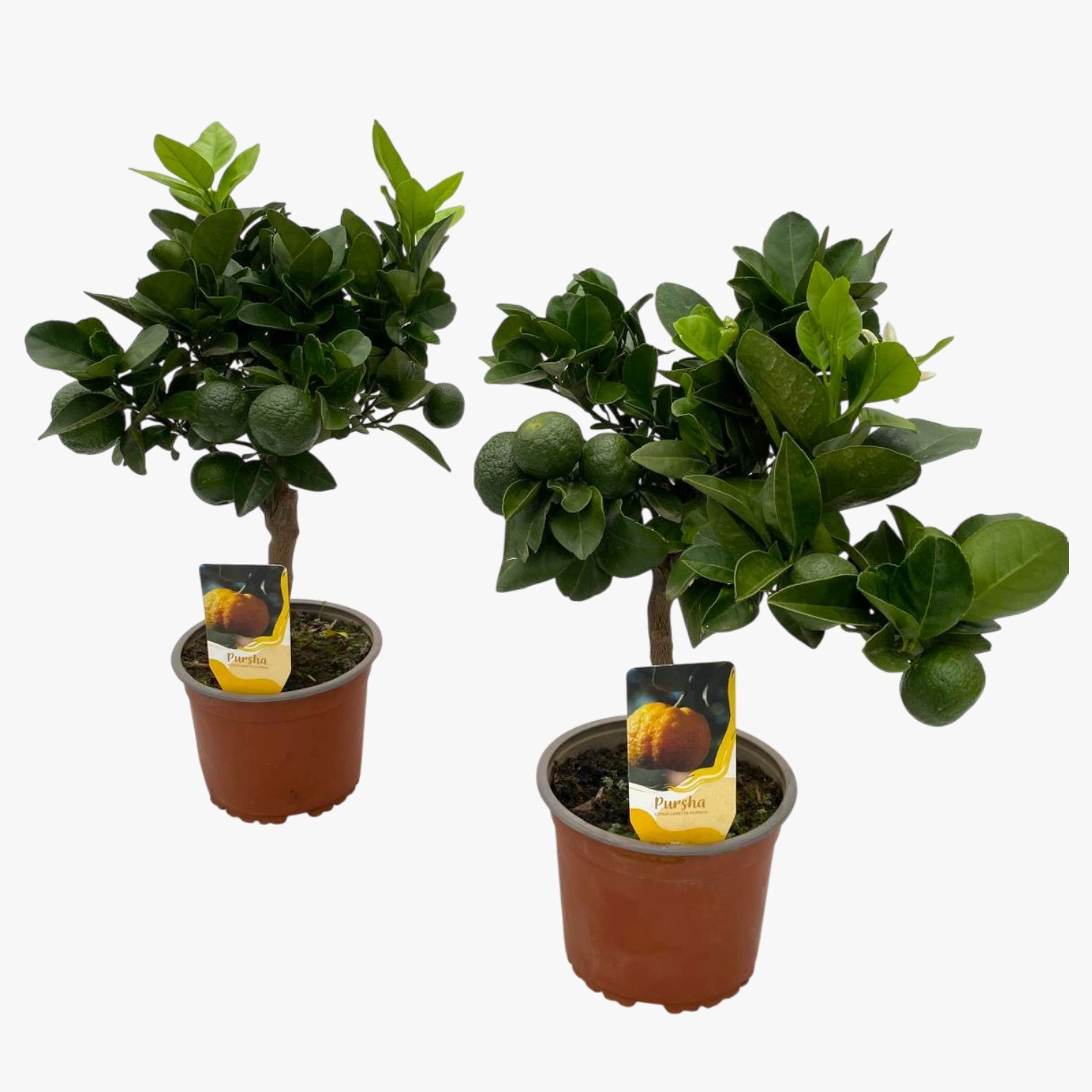 Цитрус Лиме́тта (Citrus limetta)