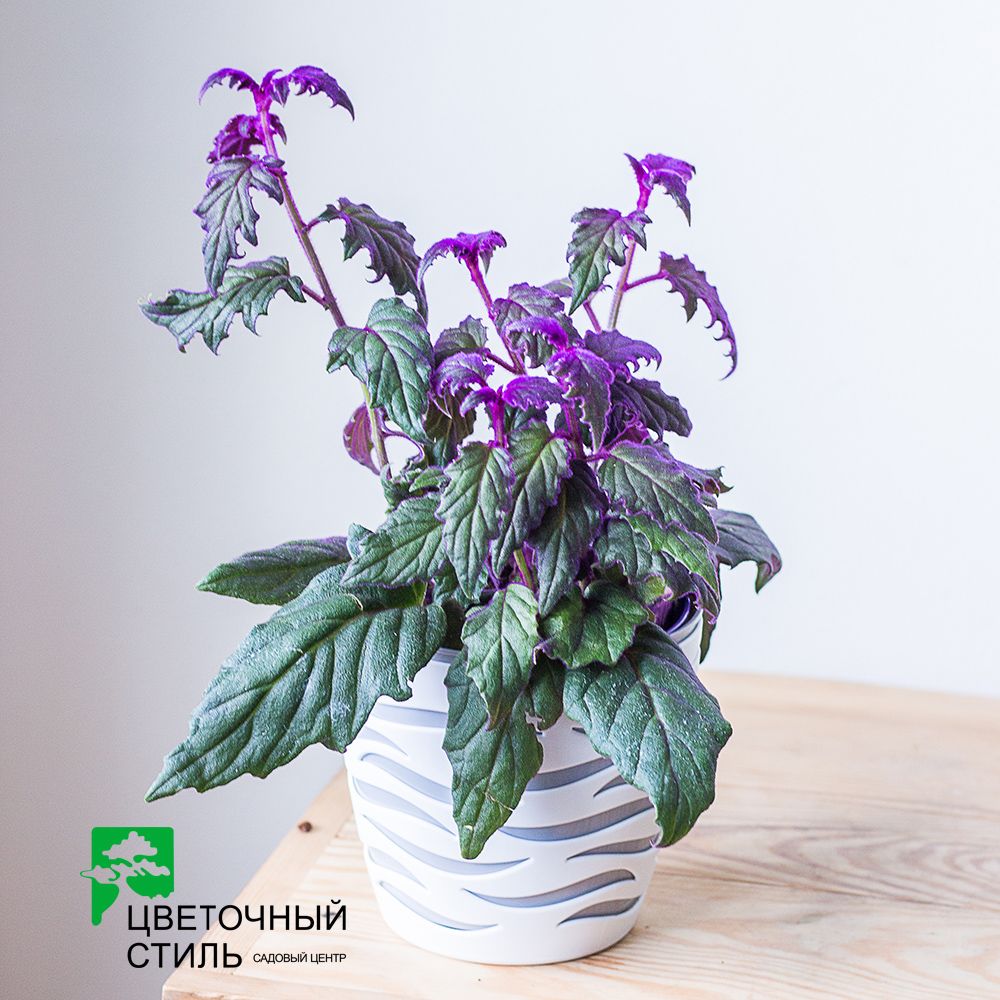 Гинура (30 см) 