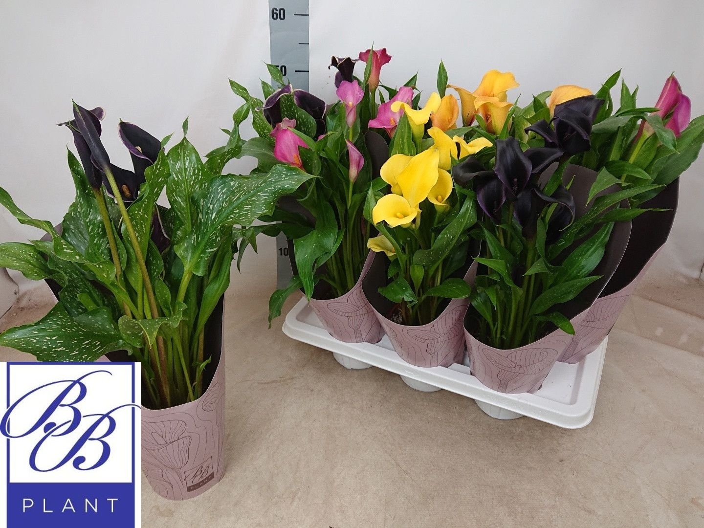 Зантедеския микс сортов (50см) ожидается 07,02,2026