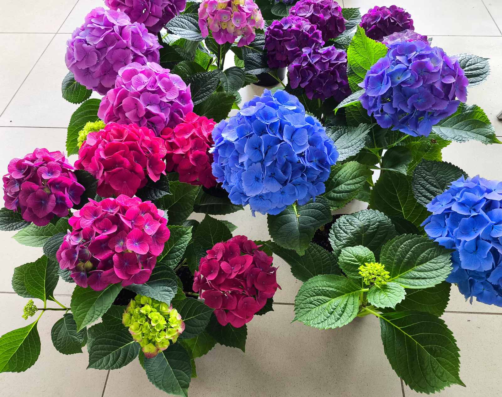 Гортензия микс сортов (40-45 см) ожидается 07,02,2026