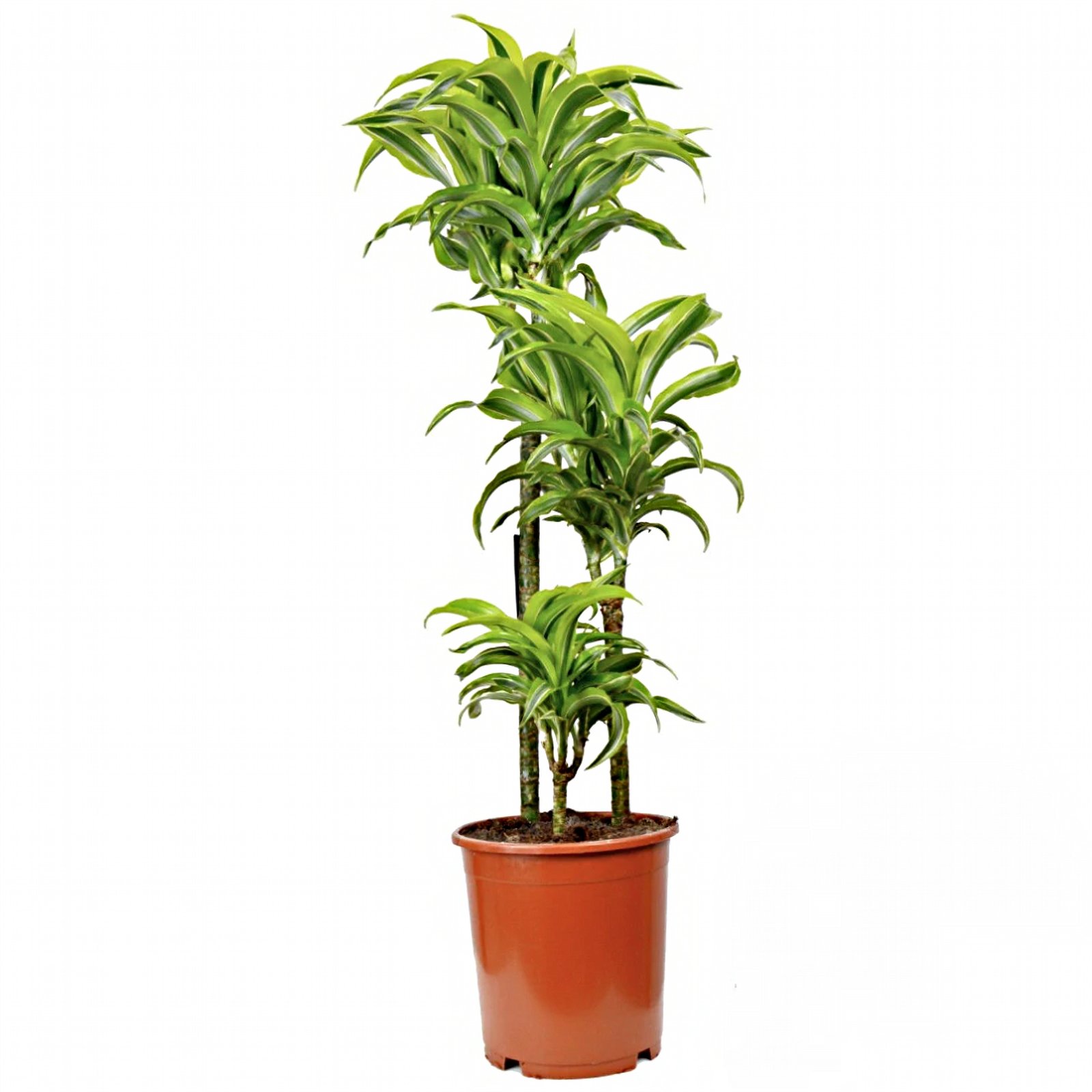 Драцена Lemon Lime (115 см)