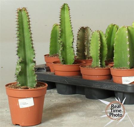 Эуфорбия микс