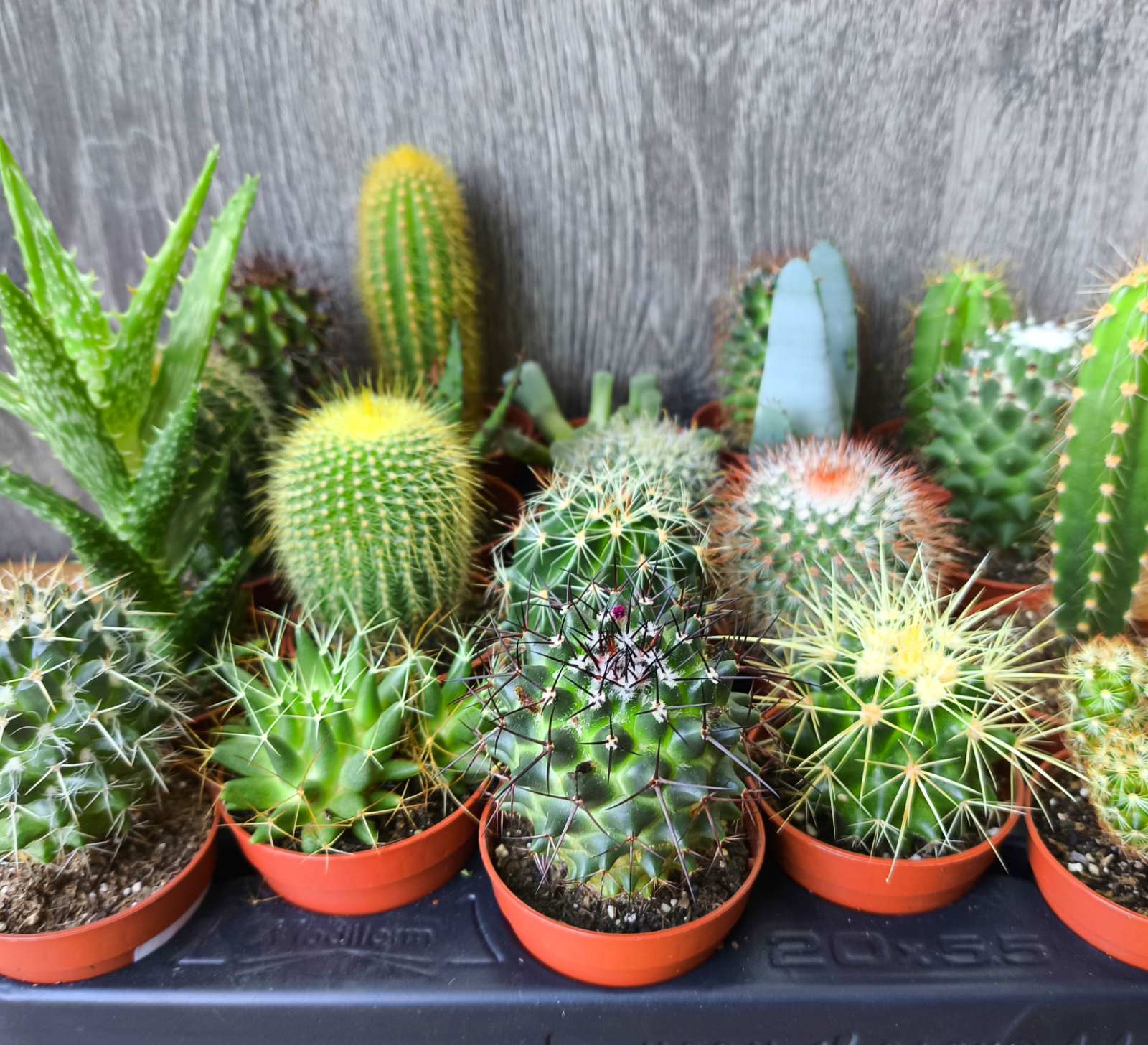 Кактус микс ( 10 - 15 см)