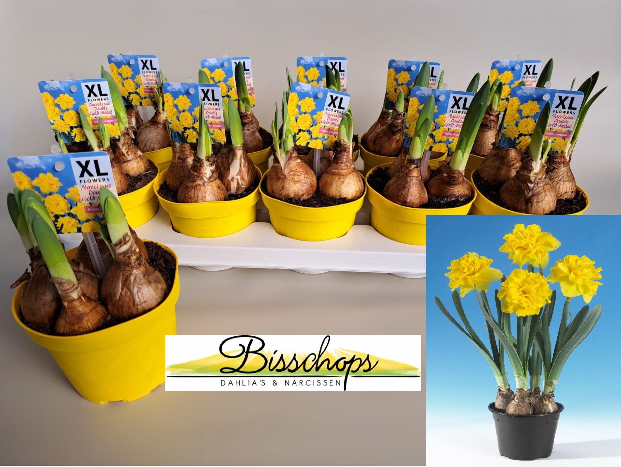 Narcissus Нарцисс
