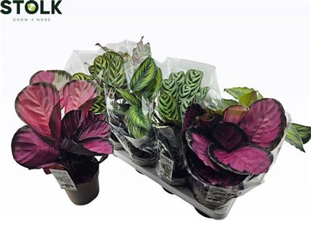 Калатея мікс сортів (45см)