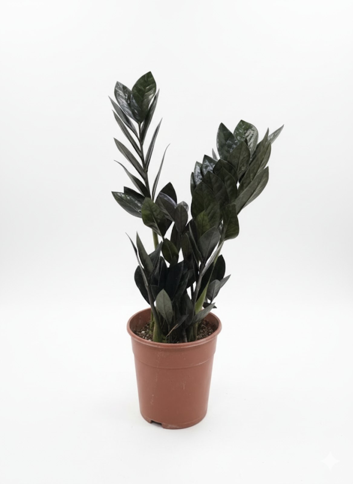 Заміокулькас Raven 45 см 