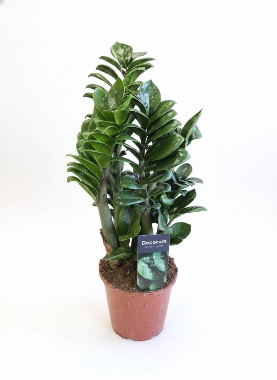 Замиокулькас 