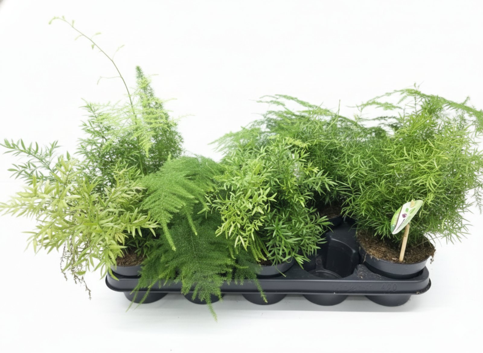 Аспарагус микс (40см)