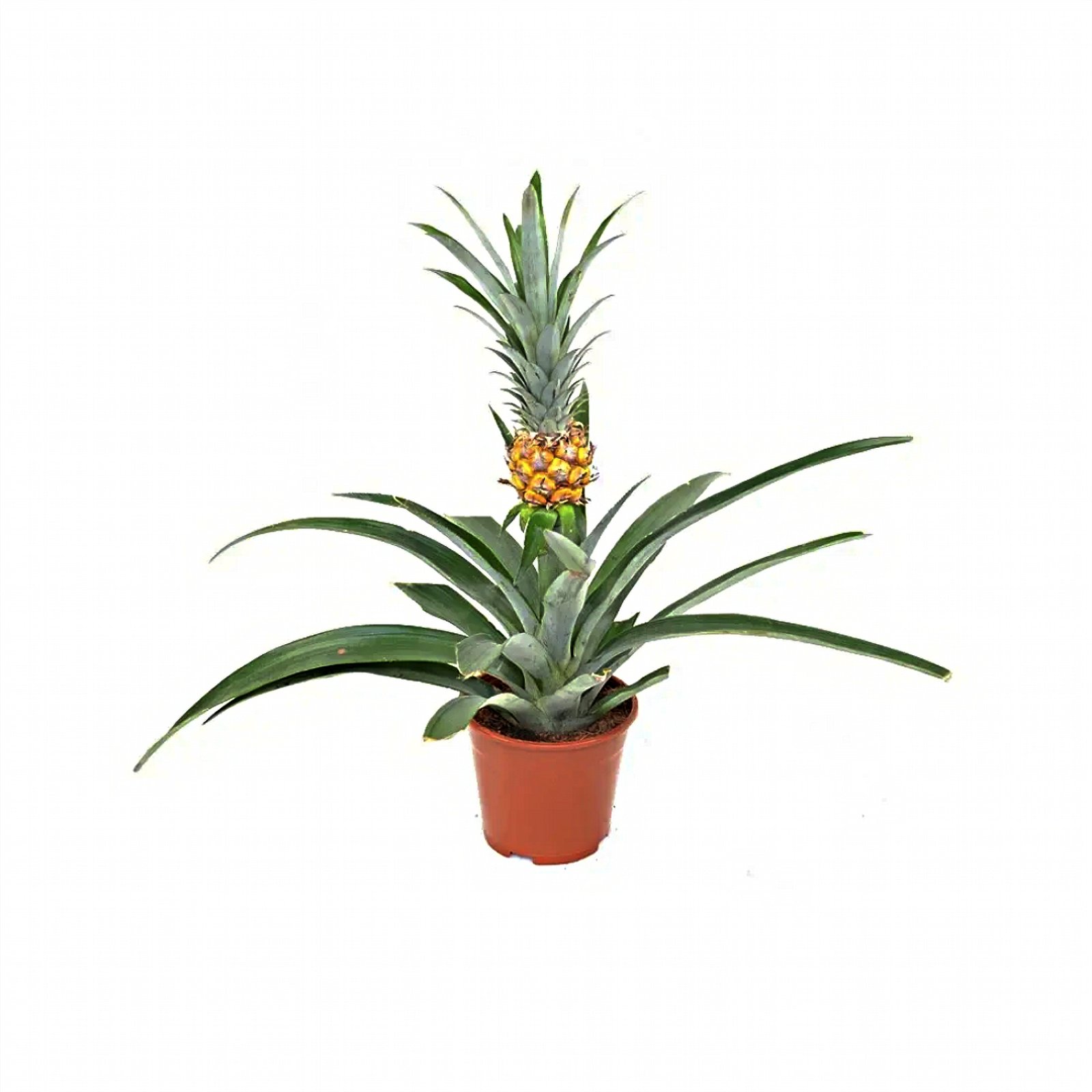 Ананас (40см) 
