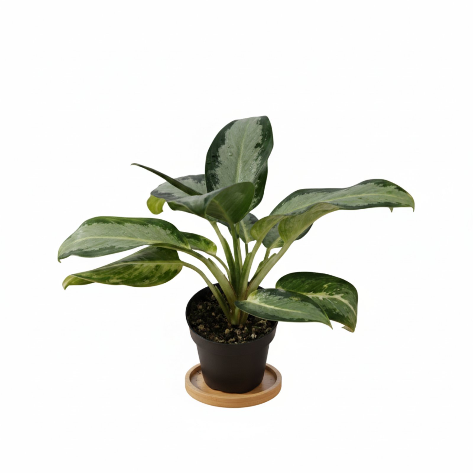 Аглаонема Silver Blue (30 см.)