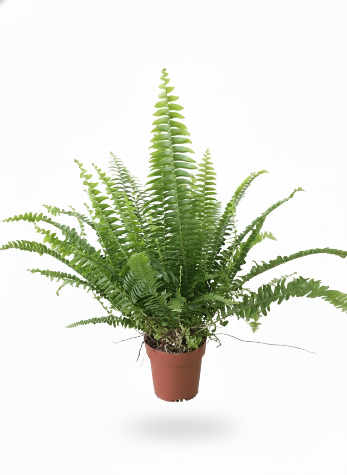 Нефролепись GreenLady 40 см