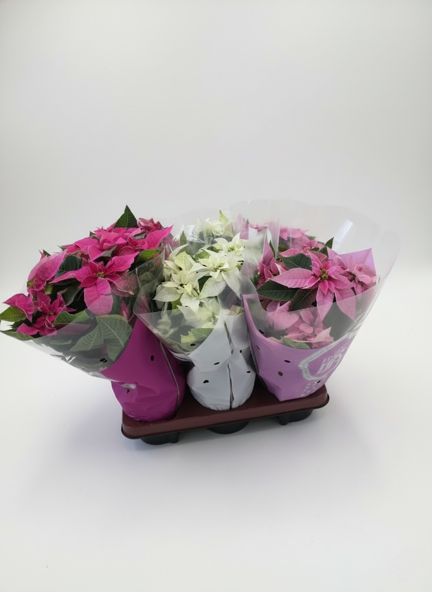 Принцетия 40 см 