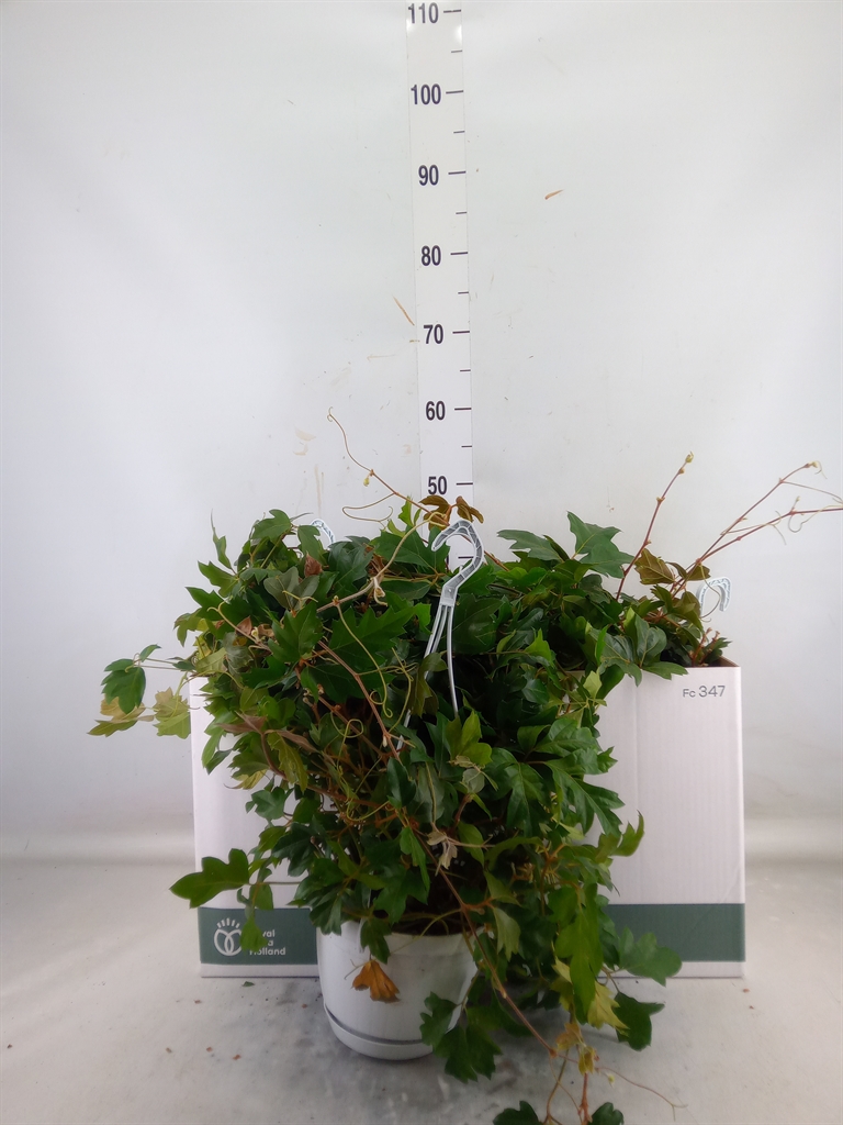 Циссус Cissus Rhombifolia 'ellen Danica' 