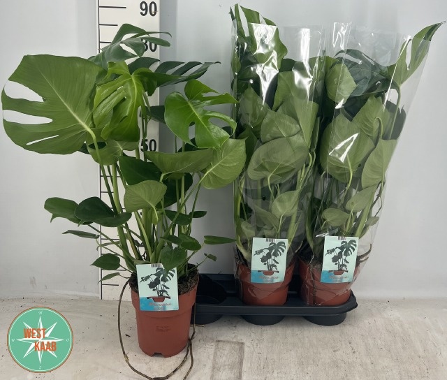  Монстера деликатесная (Monstera deliciosa) (80см)