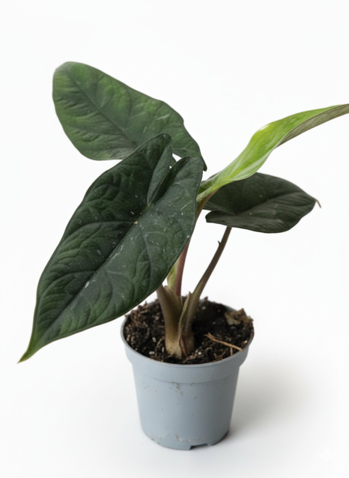 Алоказия ( гор 6) 