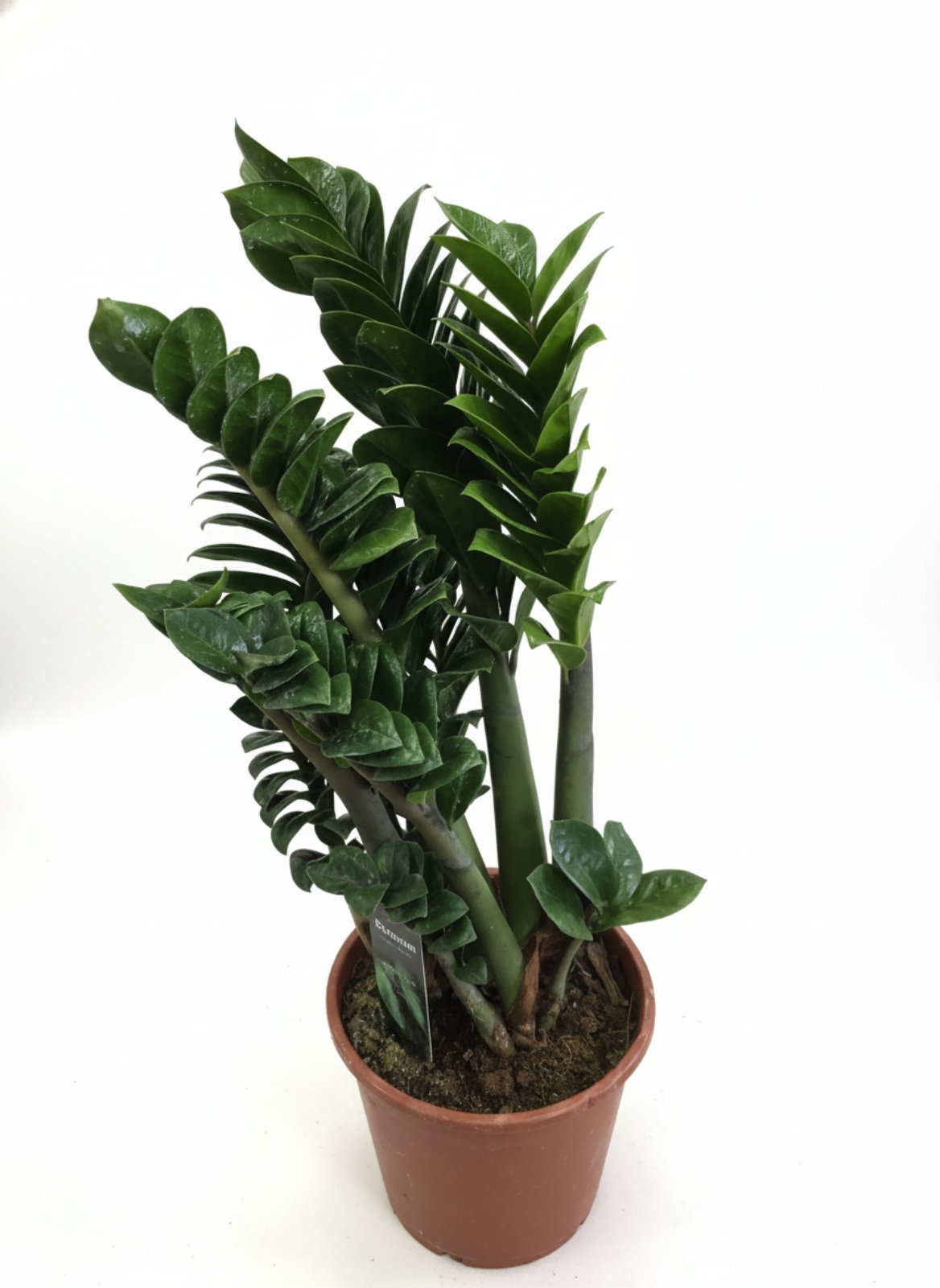 Замиокулькас 