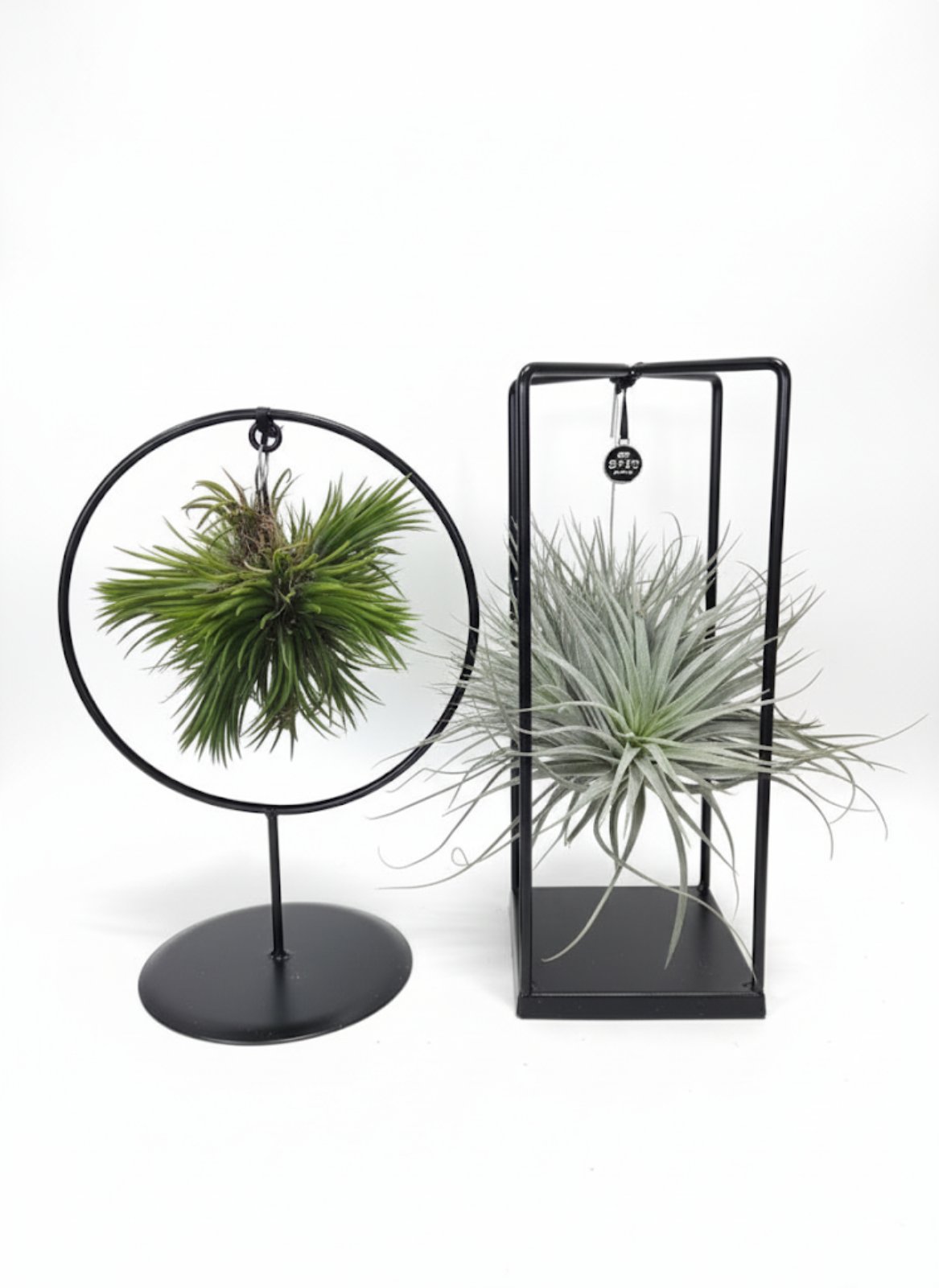 Тилландсия атмосферная