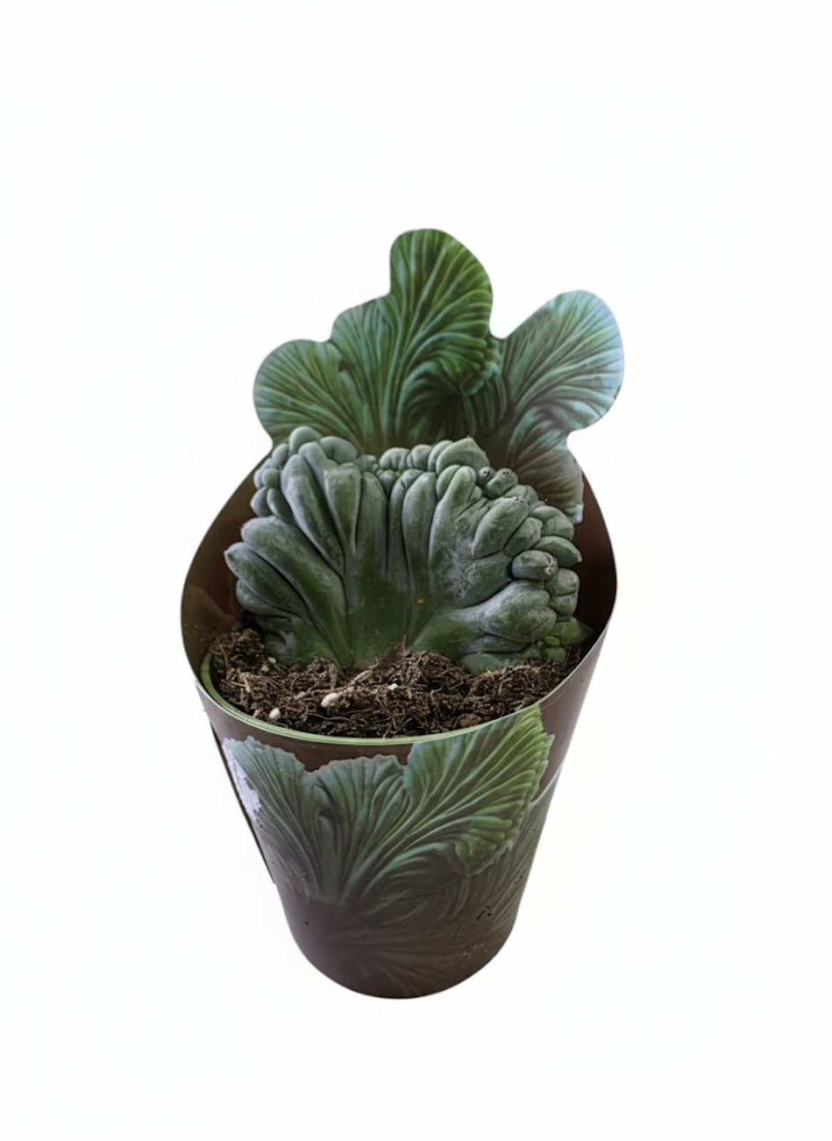 Кактус Myrtillocactus (Миртиллокактус геометризанс кристата ) 10 см