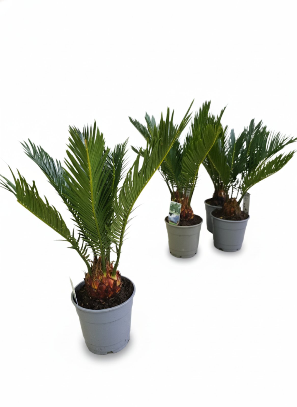 Цикас Revoluta 40 см