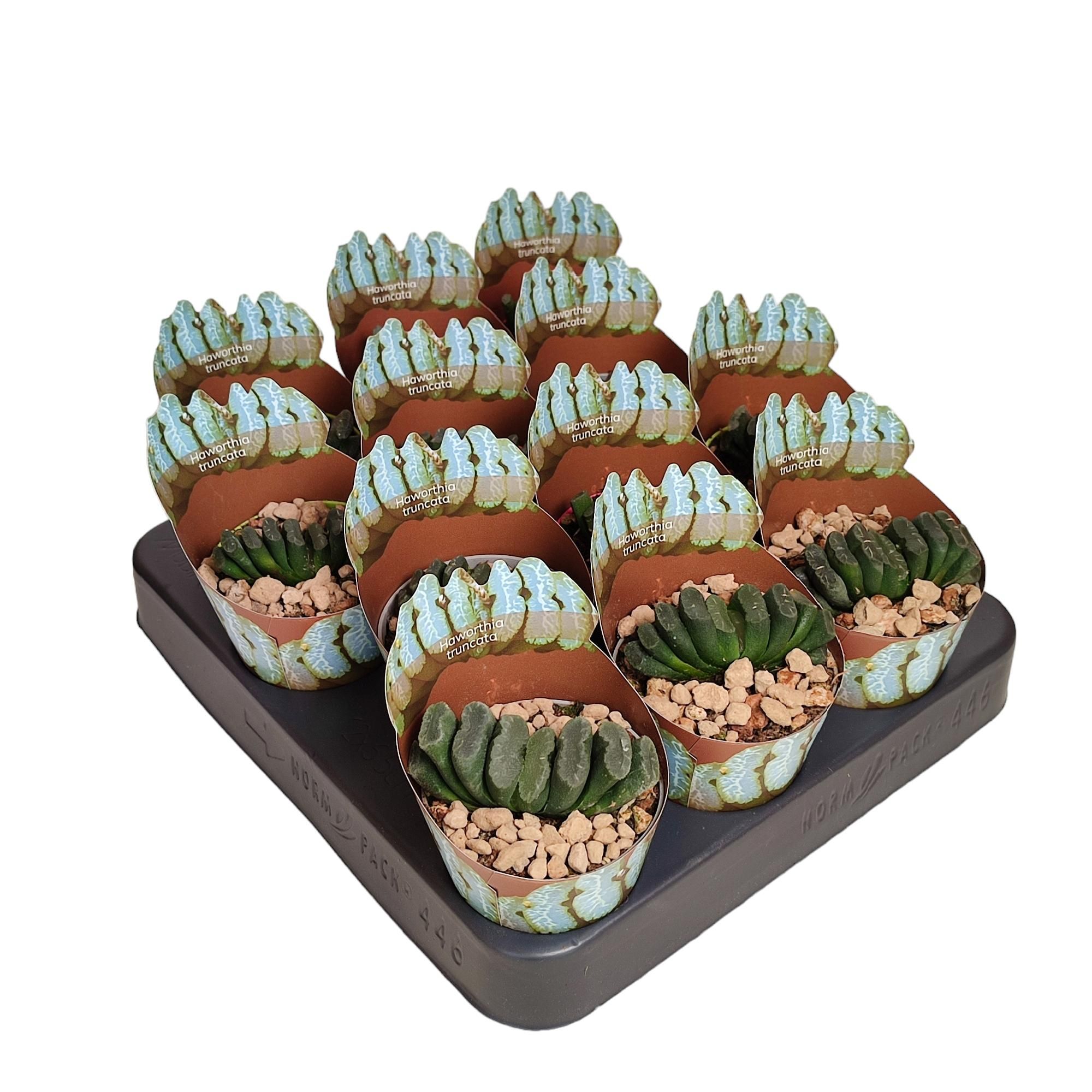 Хавортия усечённая (Haworthia truncata) 