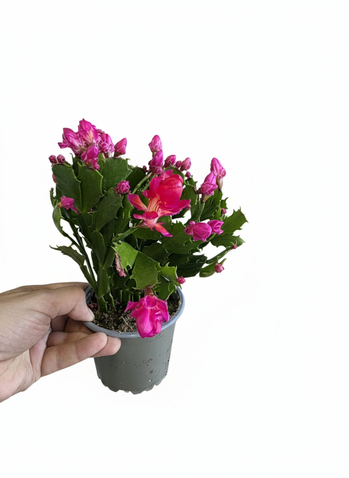 Шлюмбергера 20 см 