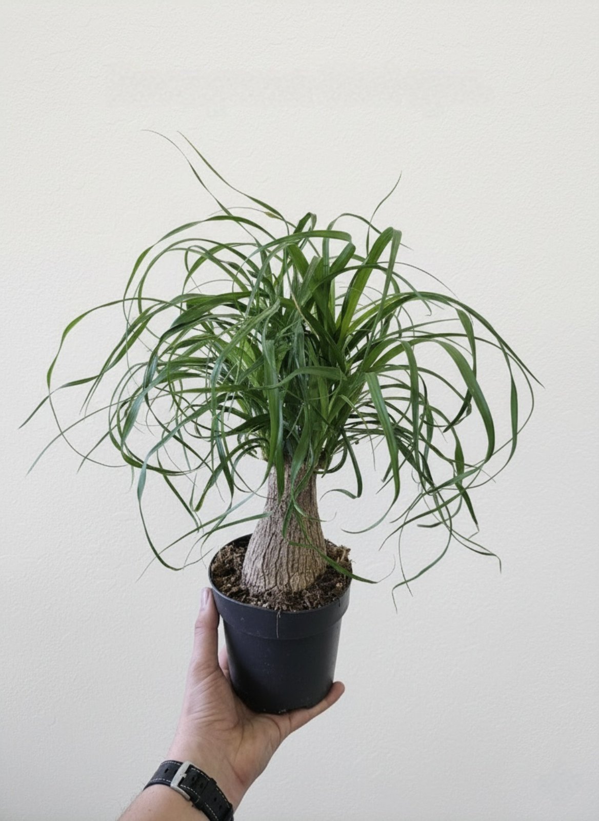 Ноліна або Бокарнея 40 см