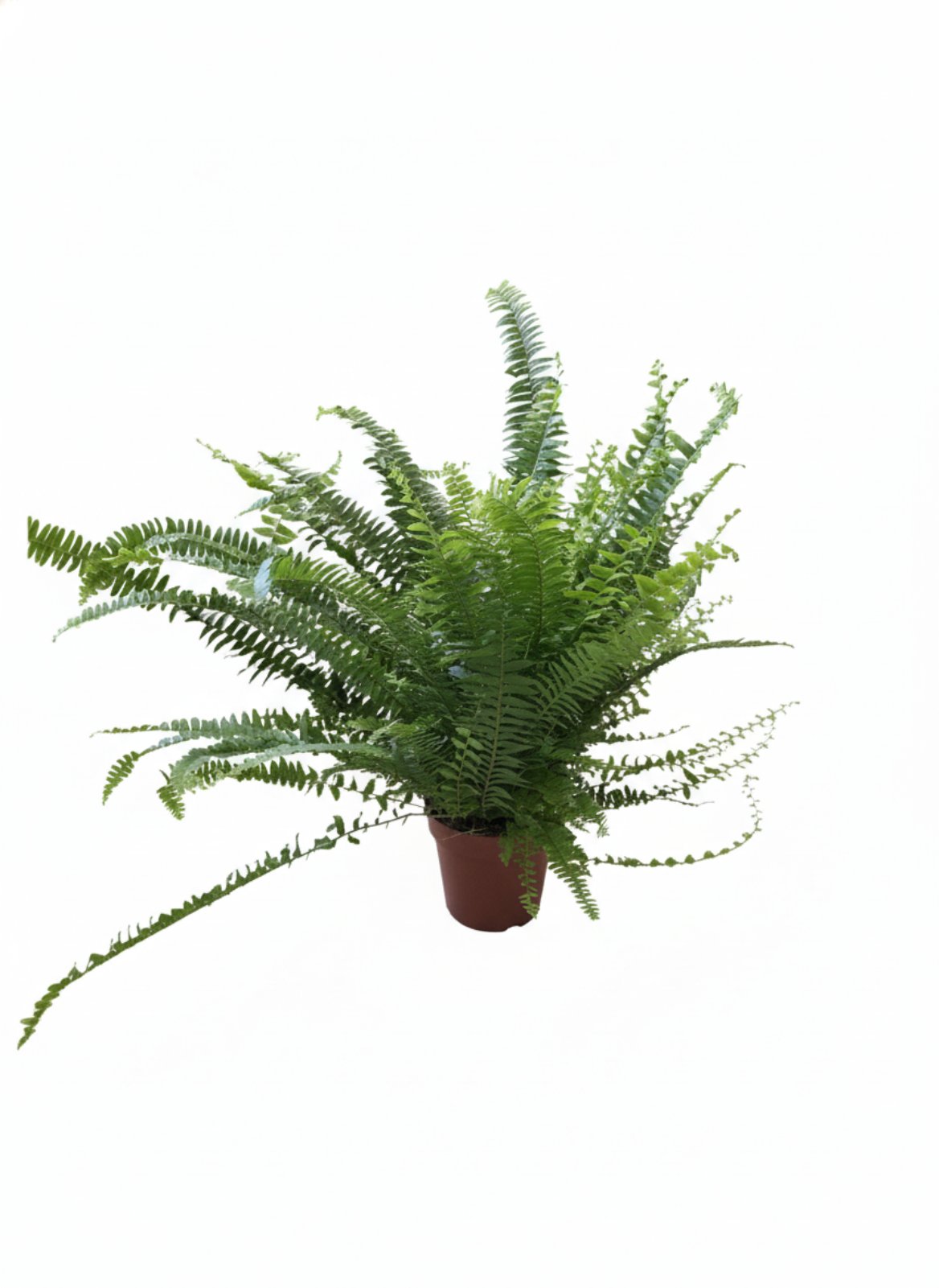 Нефролепіс  