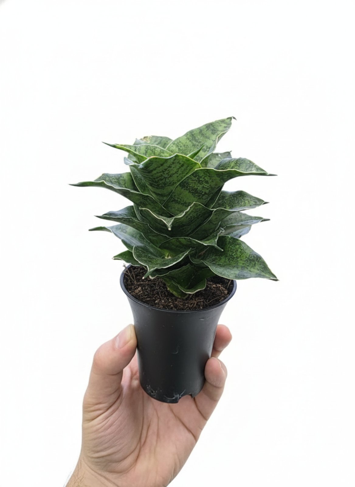 Сансевиерия микс