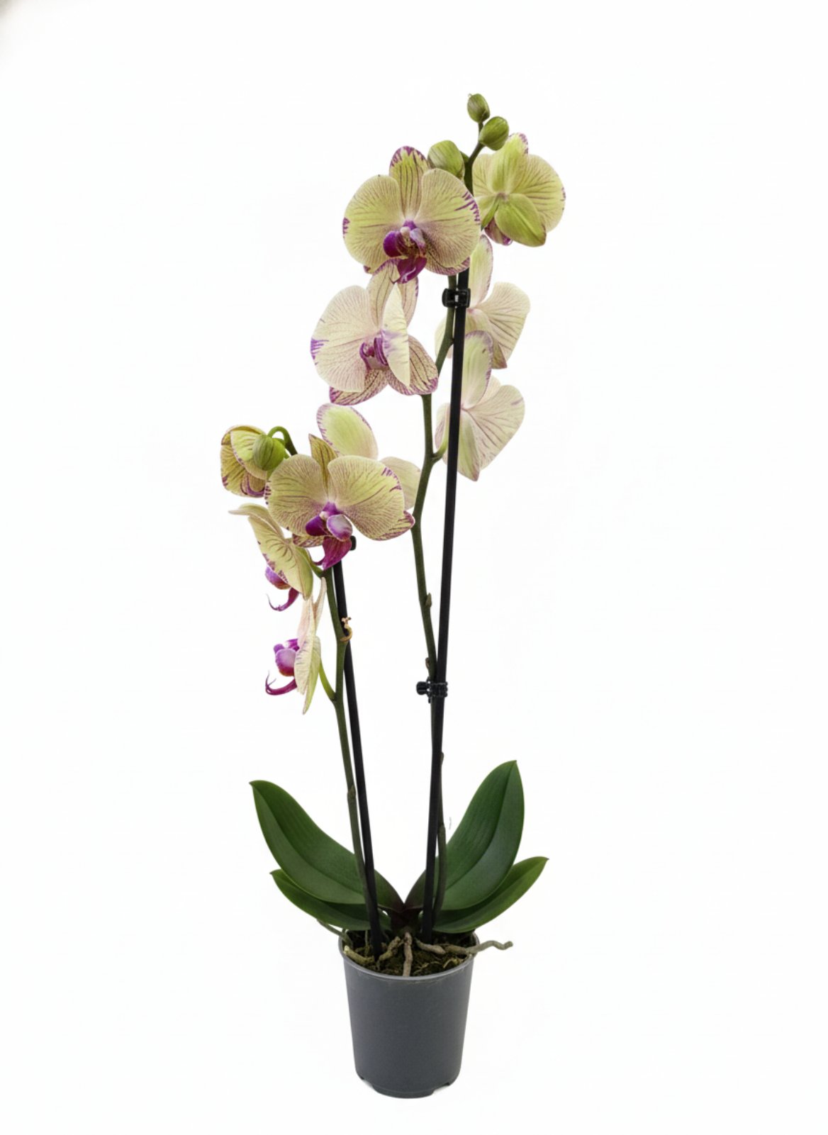 Фаленопсис 