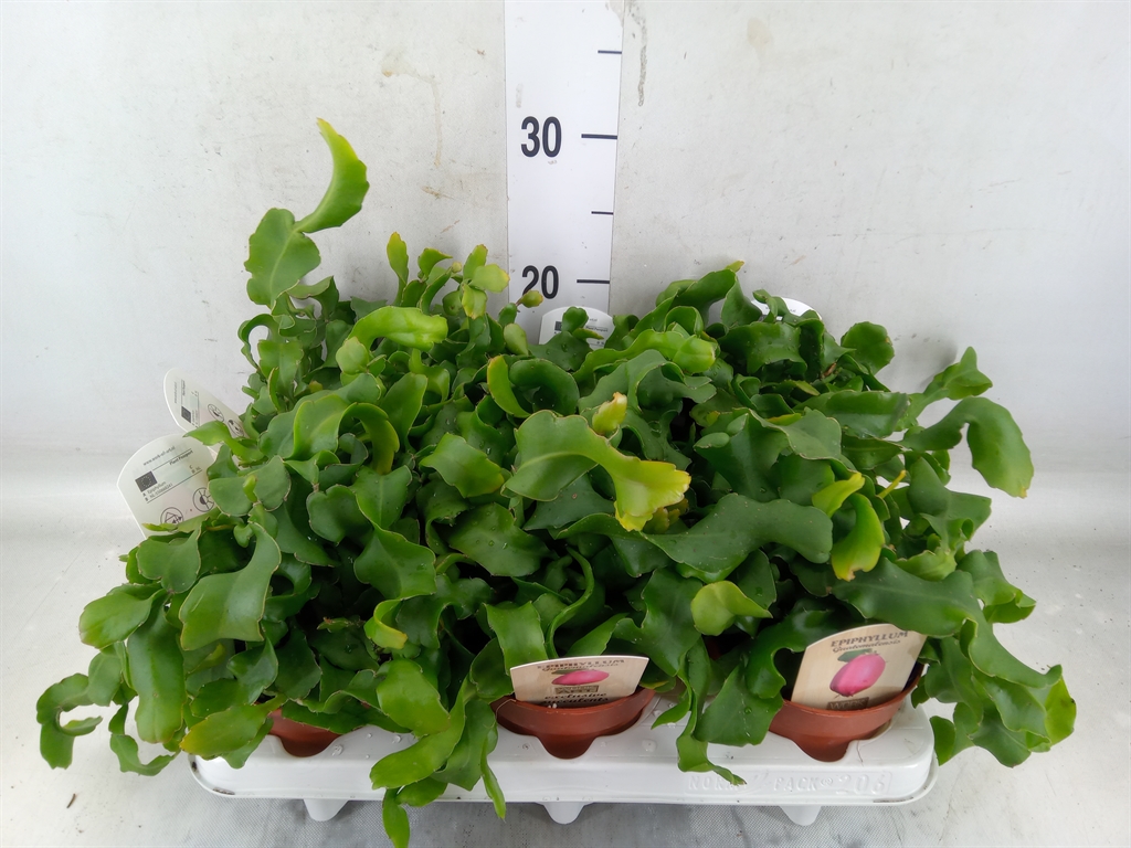 Эпифиллум Гватемальский Монстроза (Epiphyllum Guatemalense Monstrosa) 